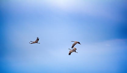 Image showing cranes are flying against blue sky in clouds