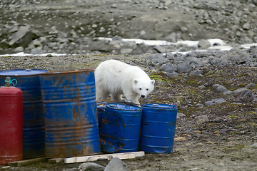 Image showing Polar bears in Arctic. This bear still drinks milk, but curious