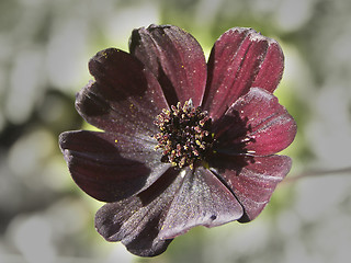 Image showing COSMOS FLOWER