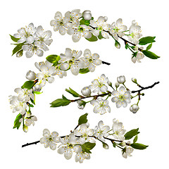 Image showing Set of Blossoming cherry white flowers