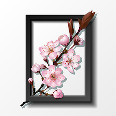 Image showing Branch of pink sakura cherry flowers in frame