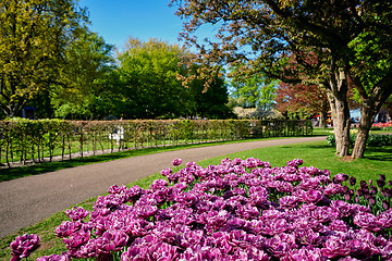 Image showing Blooming tulips flowerbed in Keukenhof flower garden, Netherland