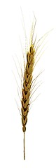 Image showing Golden spikelet. 3d render