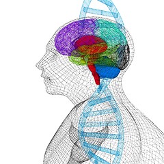 Image showing 3D medical background with human, brain and DNA strands. 3d rend
