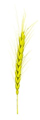 Image showing Wheat ears spikelets with grains. 3d render