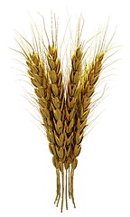 Image showing Golden spikelet. 3d render