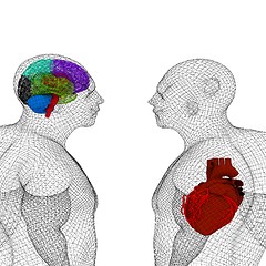 Image showing Wire human body model with heart and brain in x-ray. 3d render