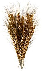 Image showing Golden spikelet. 3d render