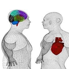 Image showing Wire human body model with heart and brain in x-ray. 3d render