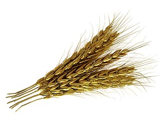 Image showing Golden spikelet. 3d render