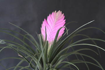 Image showing TILLANDSIA