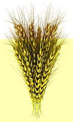 Image showing Golden spikelet. 3d render