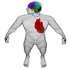 Image showing Wire human body model with heart and brain in x-ray. 3d render