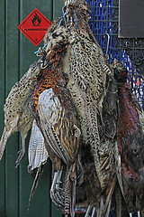 Image showing Game Birds