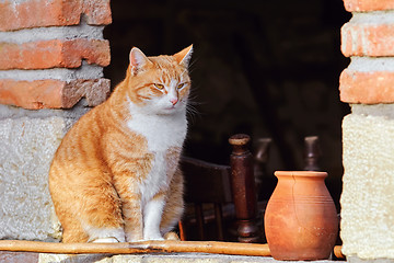 Image showing Cat in Window