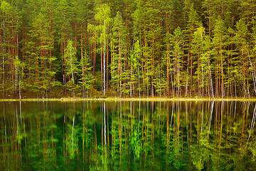 Image showing Lake in the Forest