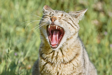 Image showing Yawning Stray Cat