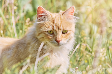Image showing Cat in Grass
