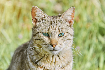 Image showing Portrait of Homeless Cat