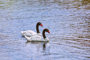 Image showing Pair of Black-necked Swans