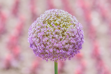 Image showing Flower of Allium Giganteum Opening