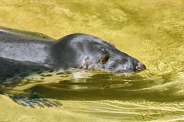 Image showing Portrait of Grey Seal