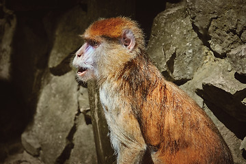 Image showing Portrait of Patas Monkey