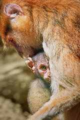 Image showing Patas Monkey with Baby