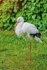 Image showing Stork on the Grass