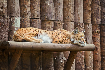 Image showing Lynx Rests on the Shelf