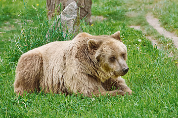 Image showing Brown Bear on the Grass