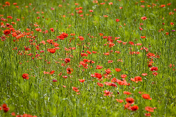 Image showing red poppies growing in field early summer France