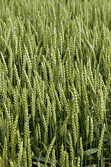 Image showing wheat crop growing in field France