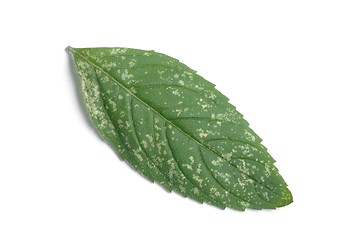 Image showing Peppermint