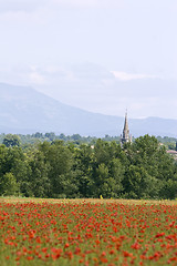 Image showing red poppies growing in field early summer France