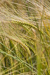 Image showing wheat crop growing in field France