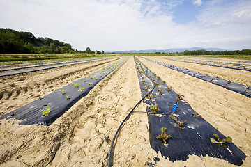 Image showing intensive vegtable farming with water irigation