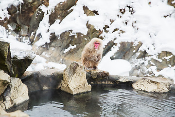 Image showing japanese macaque or snow monkey in hot spring