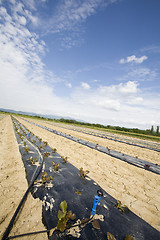 Image showing intensive vegtable farming with water irigation