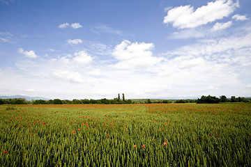 Image showing red poppies growing in field early summer France