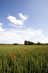 Image showing red poppies growing in field early summer France
