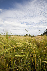 Image showing wheat crop growing in field France