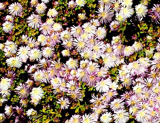 Image showing Background of Pink Iceplant Flowers