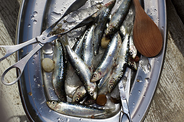 Image showing Raw Fresh Sardines