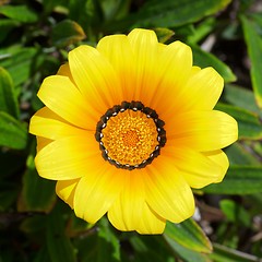 Image showing Beauty Yellow Gazania