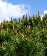 Image showing Young Shoots of Cedar Tree