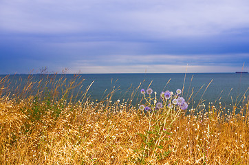 Image showing meadow grass by the sea