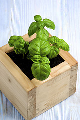 Image showing Green Lush Foliage Basil