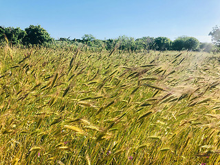 Image showing field of grain