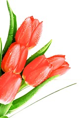 Image showing Five Spring Tulips